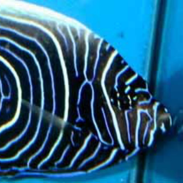 fishさまの専用品です Salt Water Fish | Fish 4 U