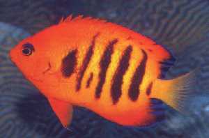 Salt Water Fish | Fish 4 U
