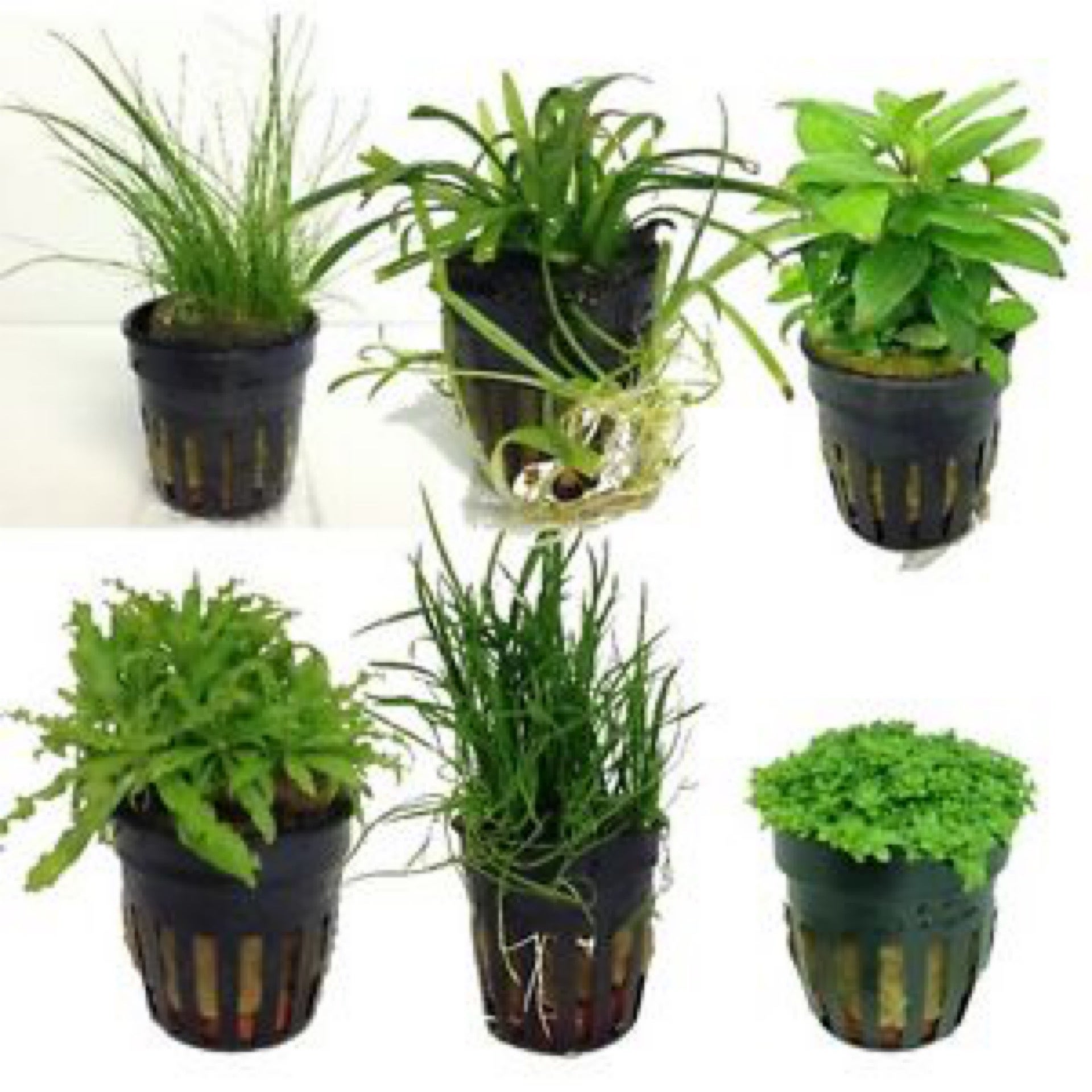 where buy air plants Air Plants Tillandsia araujei Purple star 3