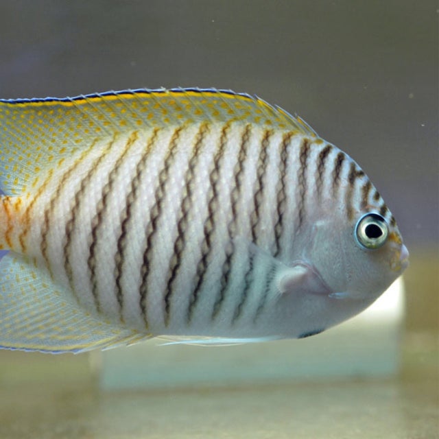 Salt Water Fish | Fish 4 U