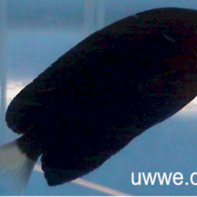 Salt Water Fish | Fish 4 U