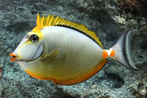 Salt Water Fish | Fish 4 U