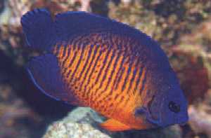 Salt Water Fish | Fish 4 U