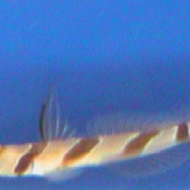 Salt Water Fish | Fish 4 U