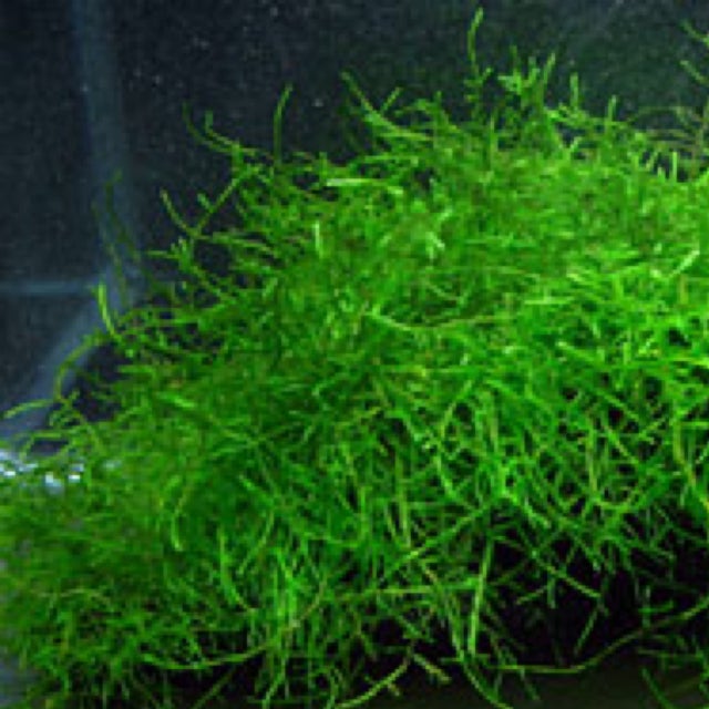 Fresh Water Livestock | Fish 4 U