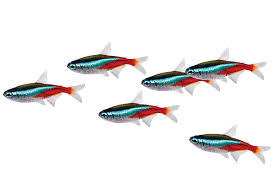Fresh Water Livestock | Fish 4 U