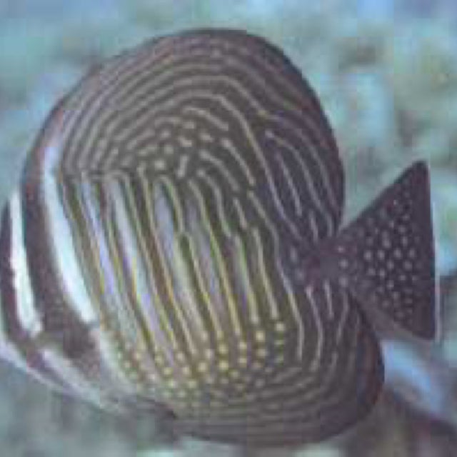 Salt Water Fish | Fish 4 U