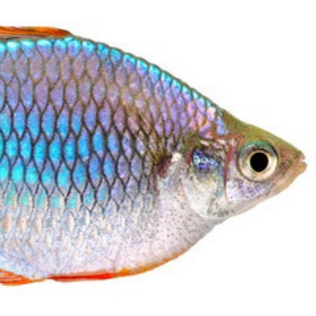 Fresh Water Livestock | Fish 4 U