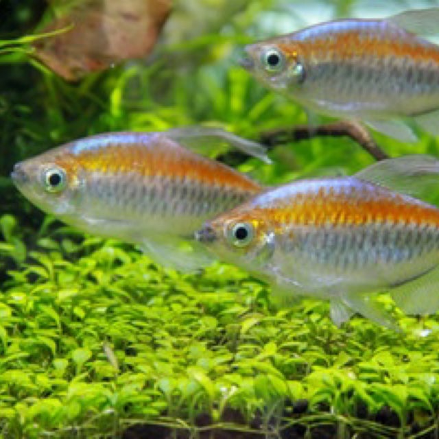 Fresh Water Livestock | Fish 4 U
