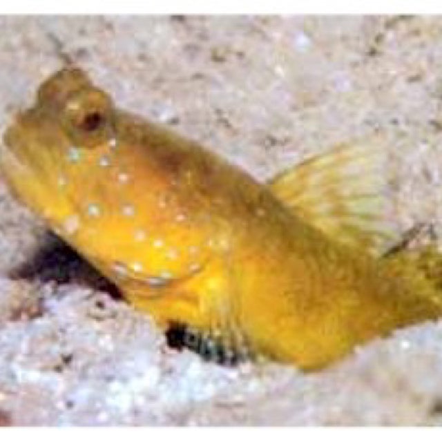 Salt Water Fish | Fish 4 U